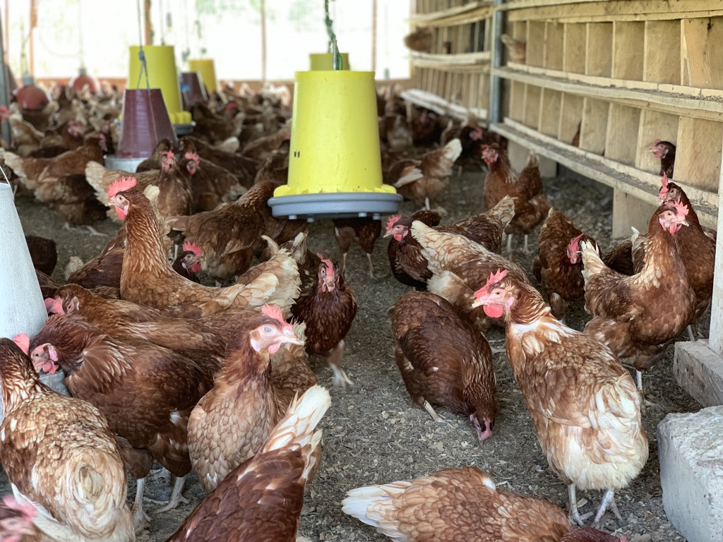 Muntari Agro Ventures